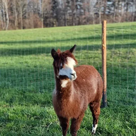 Lipa Pod Groniem Ustron