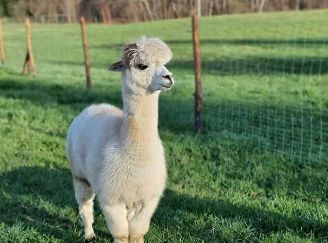 Lipa Pod Groniem בית נופש אוסטראון