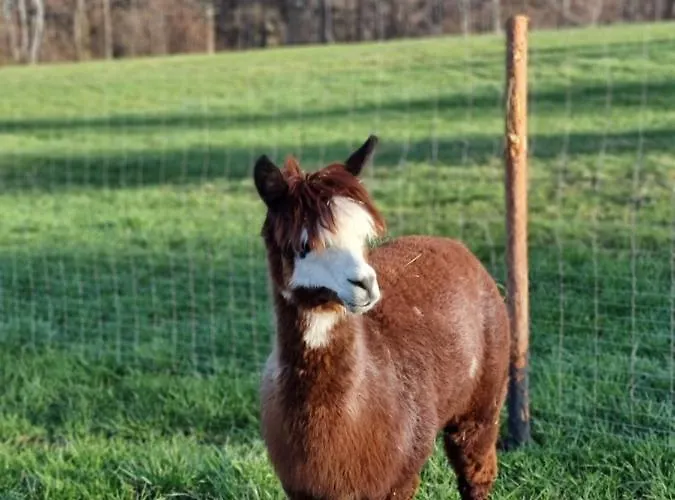 Lipa Pod Groniem אוסטראון